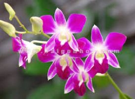 10 loại hoa lan được yêu thích nhất việt nam